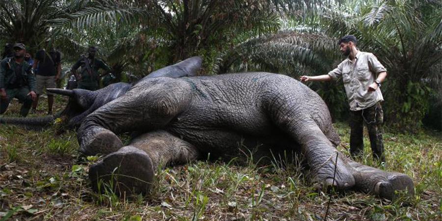 Εντοπίστηκαν 330 νεκροί ελέφαντες στη Μποτσουάνα - Τι ανακάλυψαν οι ερευνητές